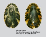 Helcion dunkeri
